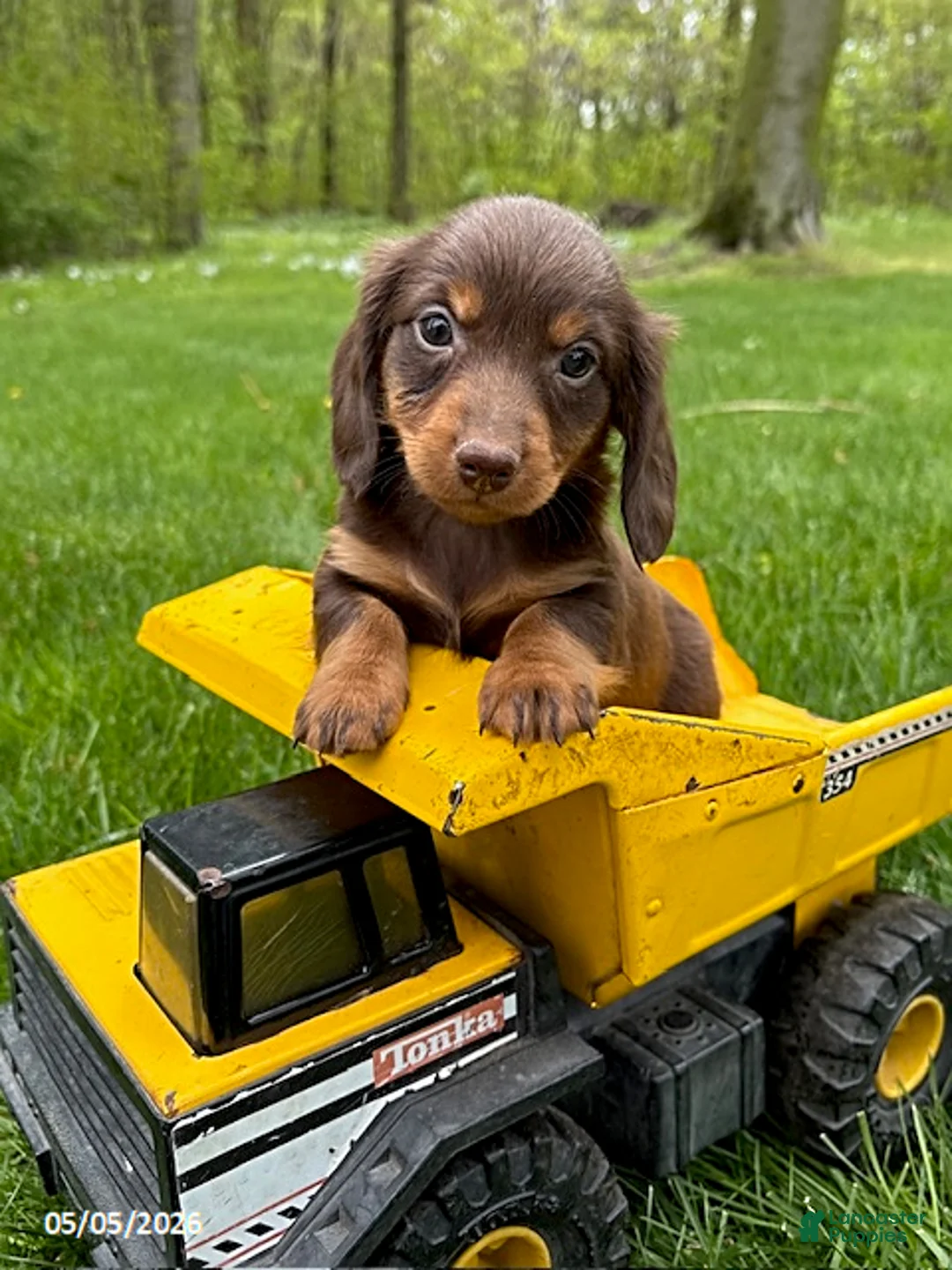 Miniature Dachshund dogs for sale: Hosea - Ad 1