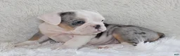 English Bulldog dogs for sale: Hayes - Ad 6
