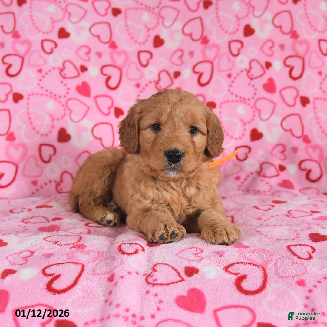 Goldendoodle dogs for sale: Bentley - Ad 3