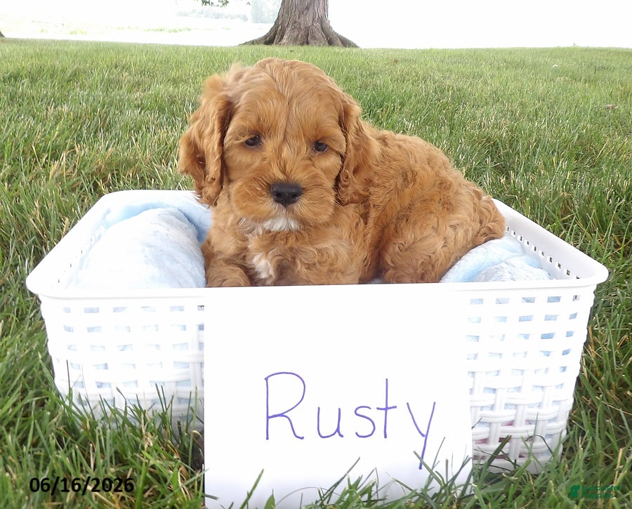 Cockapoo dogs Rusty - Ad 1