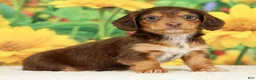 Miniature Dachshund dogs for sale: Lilly - Ad 8