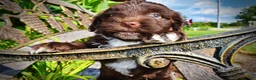 Havapoo dogs for sale: Hershey - Ad 4