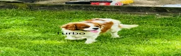 Cavalier King Charles Spaniel dogs for sale: Max - Ad 7