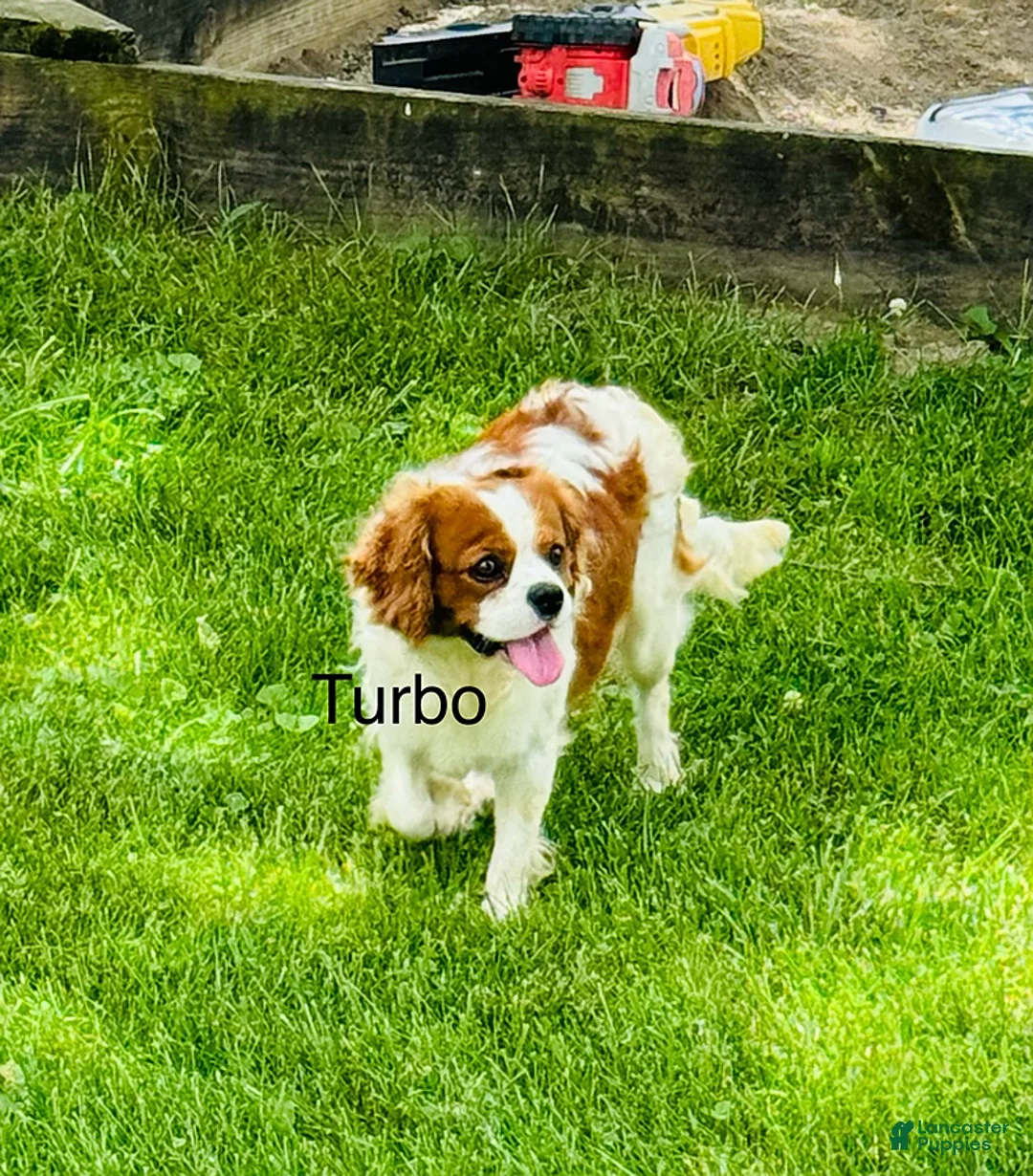 Cavalier King Charles Spaniel dogs for sale: Max - Ad 7