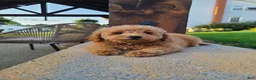 Mini Goldendoodle dogs for sale: Inez - Ad 5
