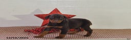 Doberman Pinscher dogs for sale: Daisy - Ad 4