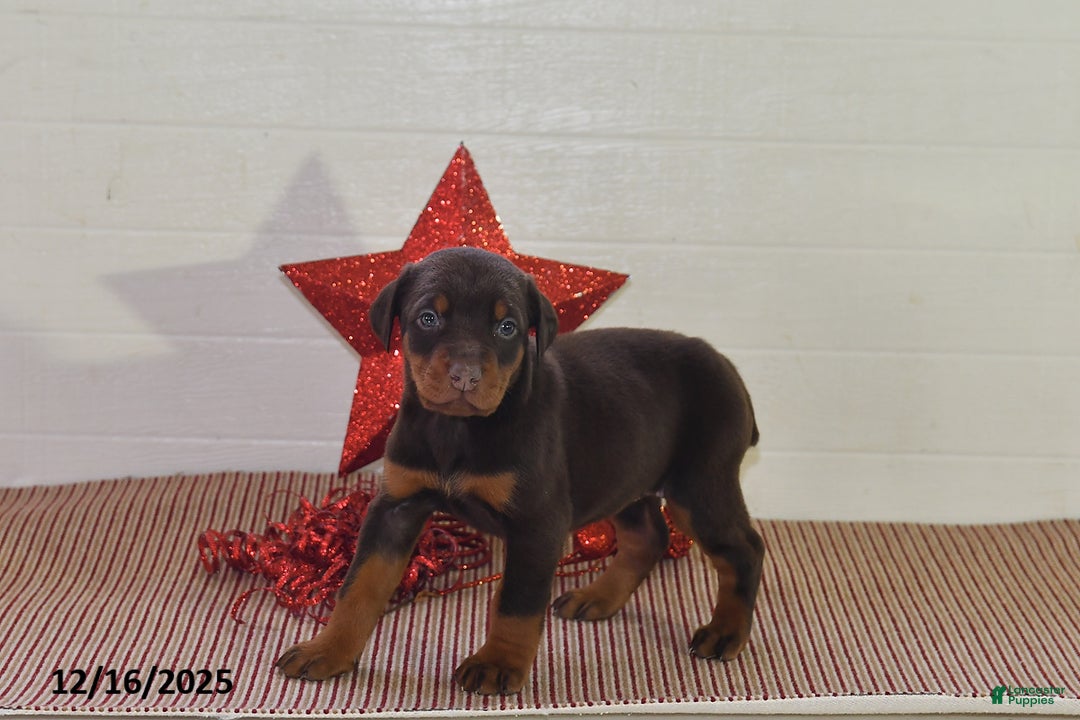 Doberman Pinscher dogs for sale: Daisy - Ad 4