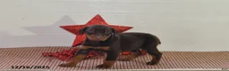 Doberman Pinscher dogs for sale: Daisy - Ad 14