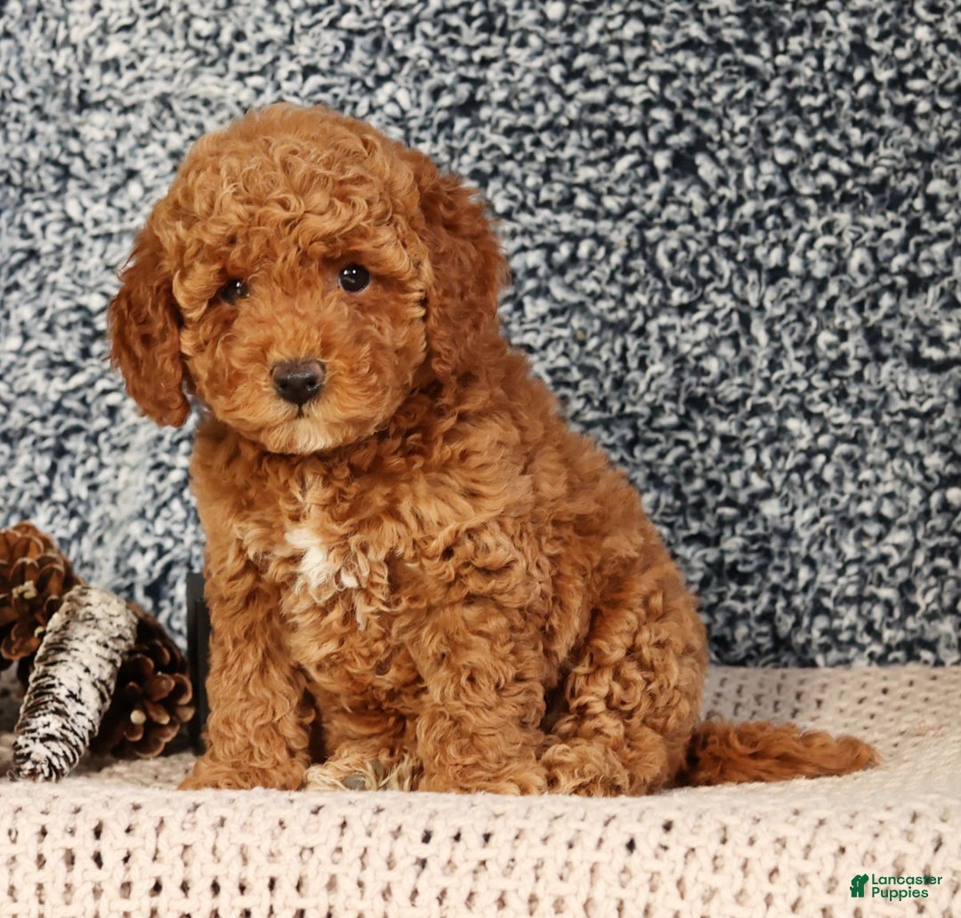 Mini Goldendoodle dogs for sale: Giselle - Ad 5