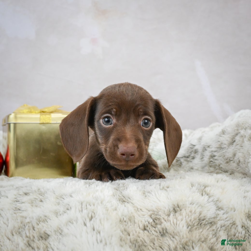 Miniature Dachshund dogs Rudolph  - Ad 15