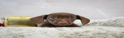Miniature Dachshund dogs for sale: Rudolph  - Ad 1