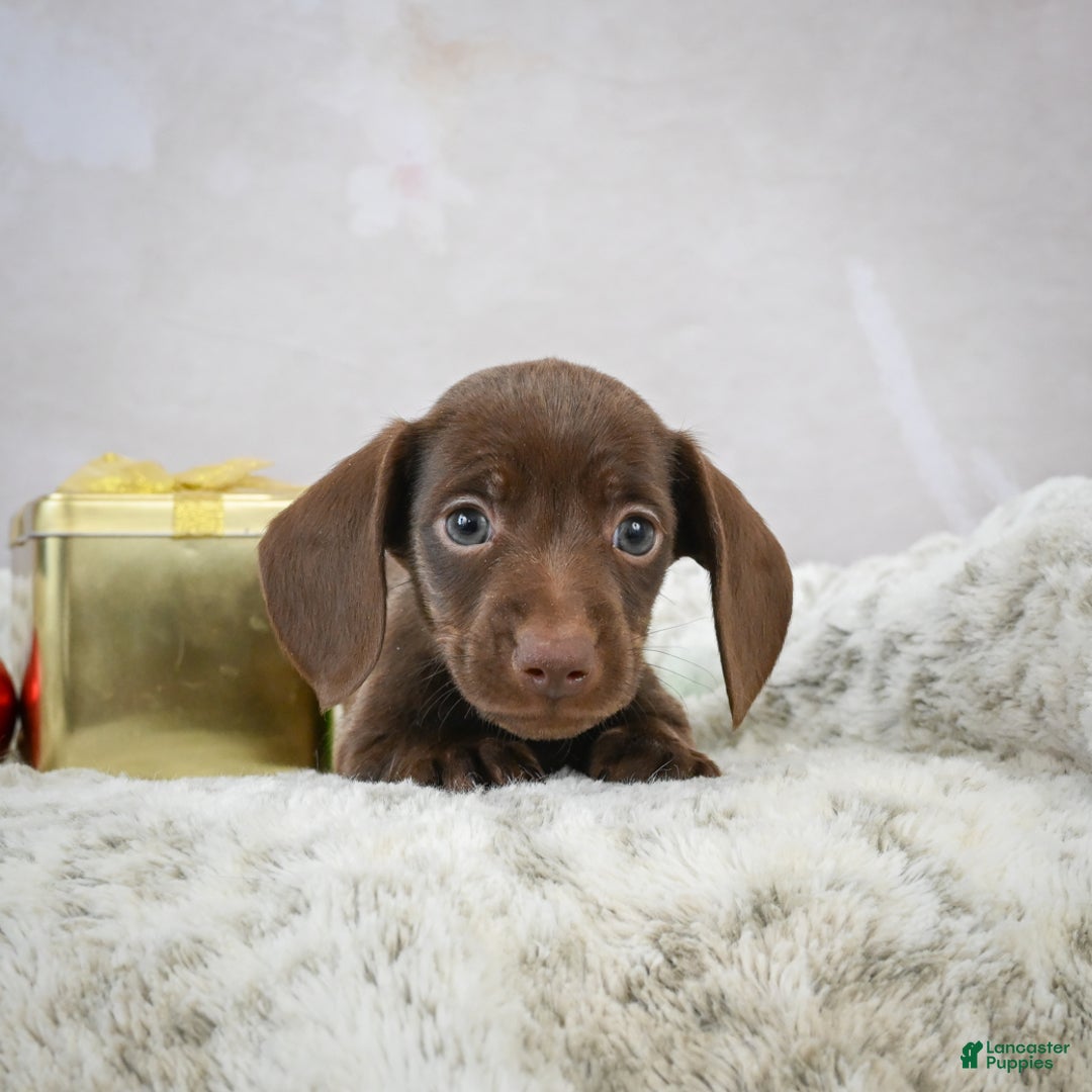 Miniature Dachshund dogs for sale: Rudolph  - Ad 1