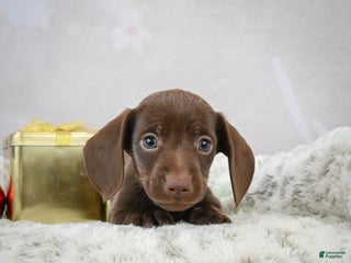 Miniature Dachshund dogs Rudolph - Ad 15