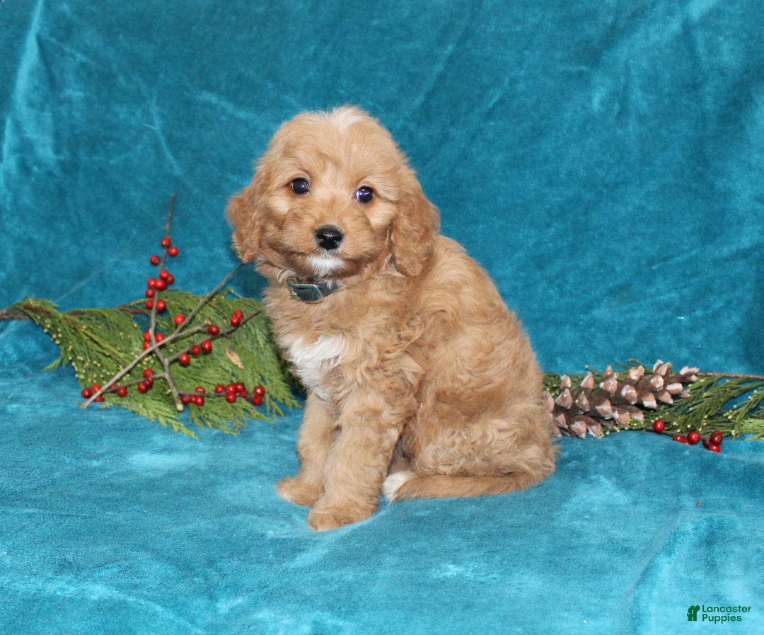 Mini Goldendoodle dogs for sale: Jewel - Ad 3