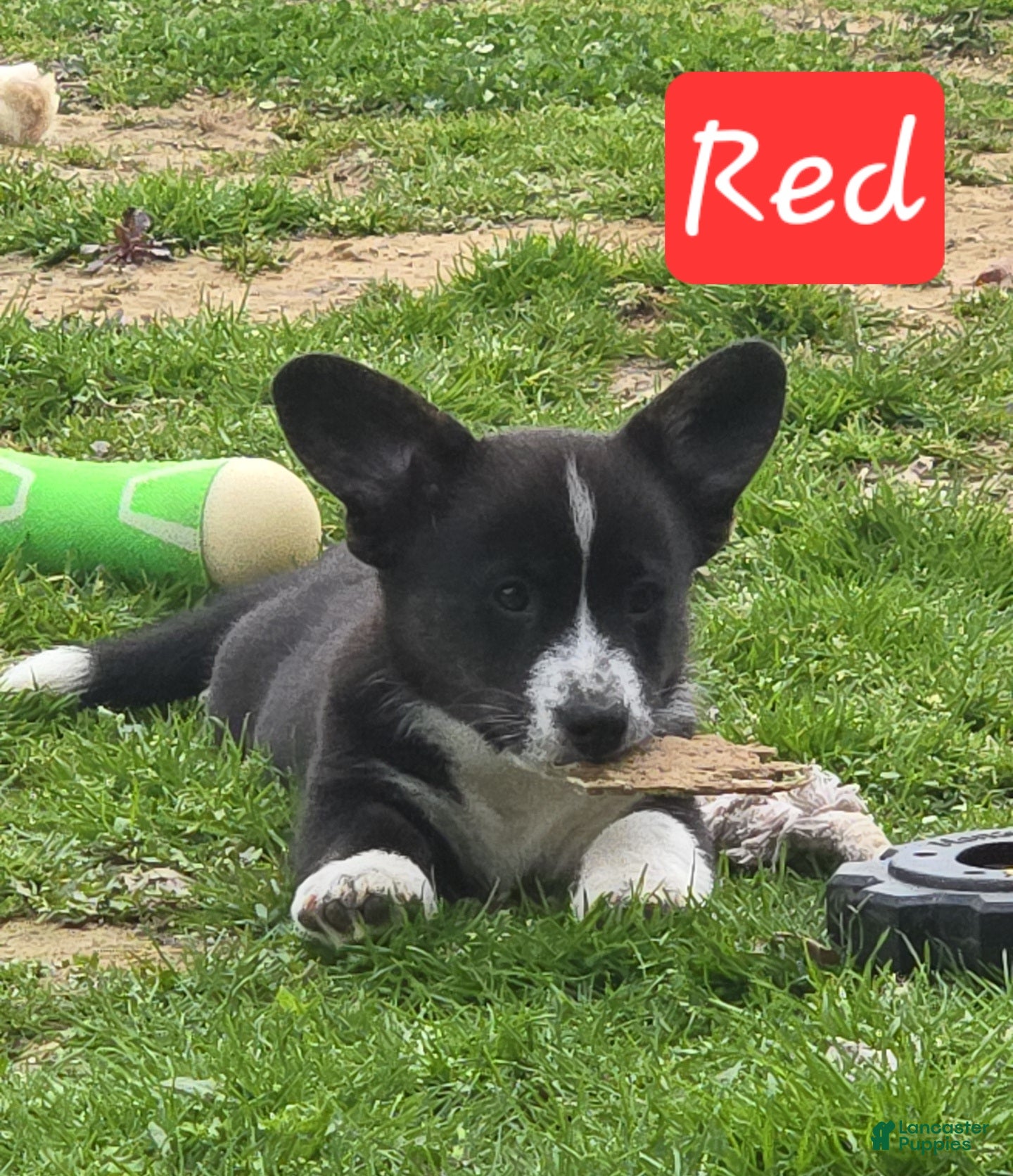 Welsh Corgi Cardigan dogs Welsh Corgi Cardigan Puppy 3 - Ad 2