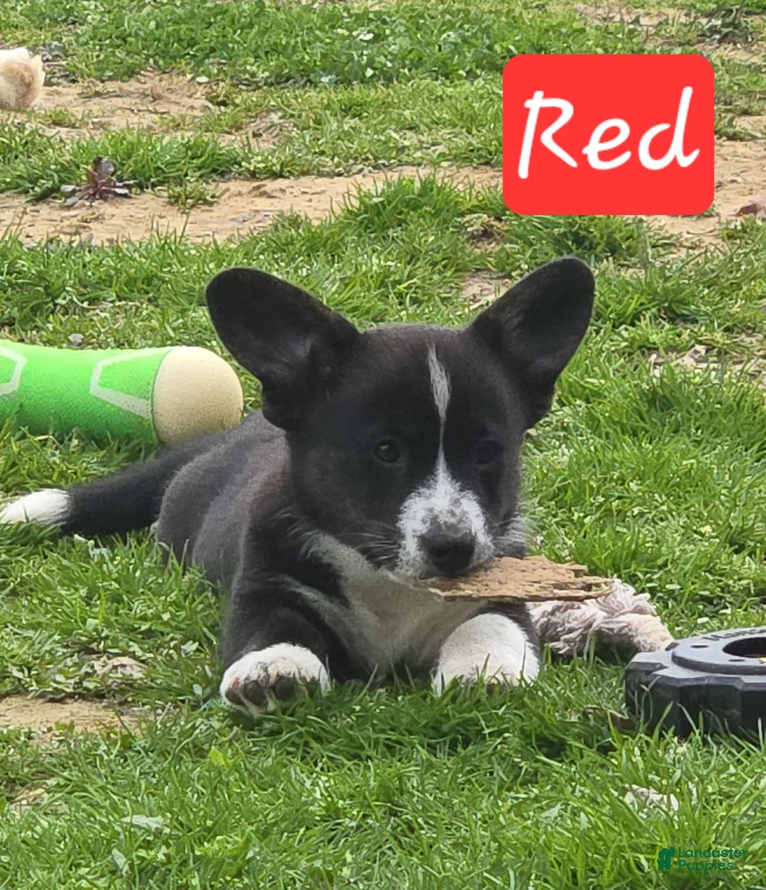 Welsh Corgi Cardigan dogs for sale: Welsh Corgi Cardigan Puppy 3 - Ad 2