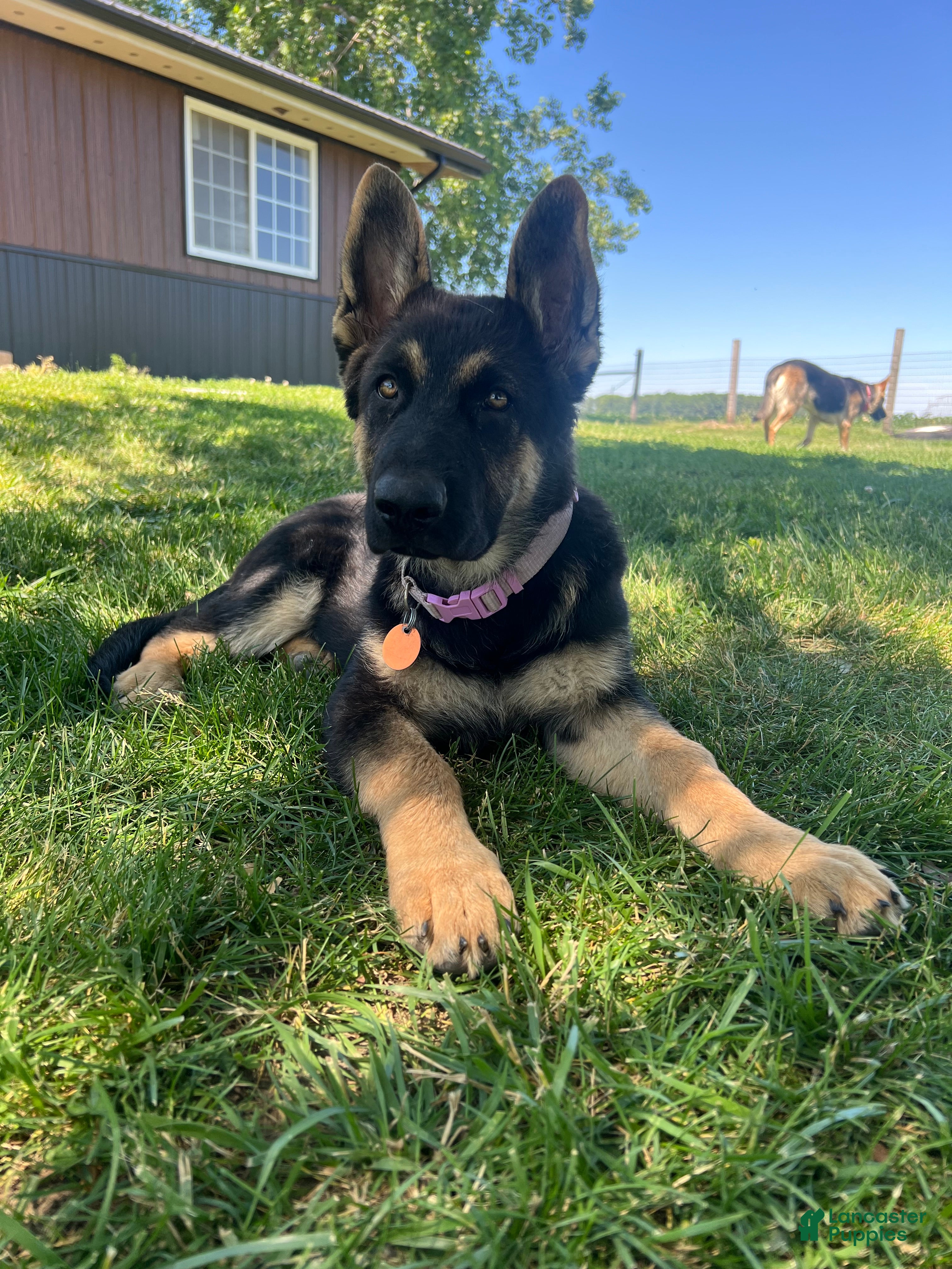 German Shepherd dogs German Shepherd Puppy 1 - Ad 33