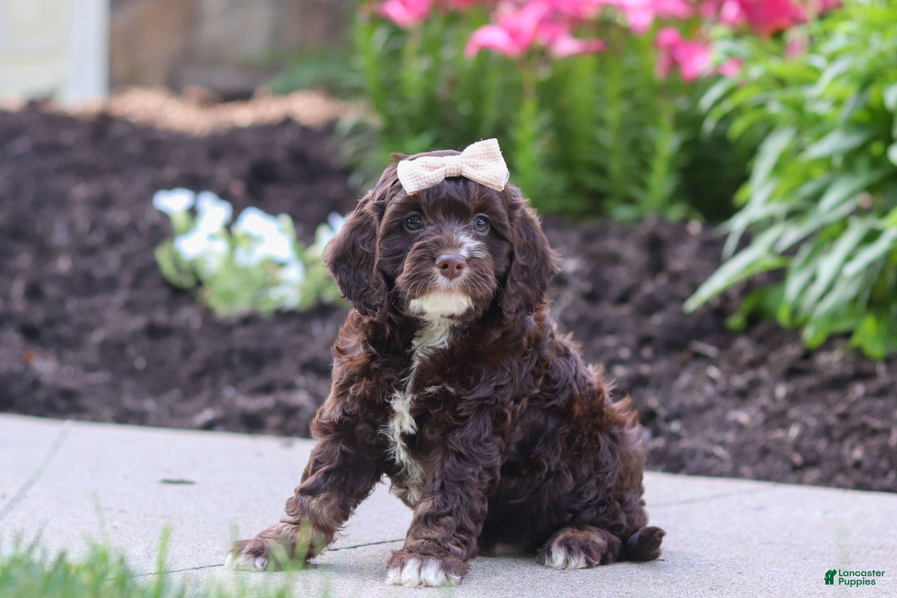 Cockapoo dogs Sylvia - Ad 1