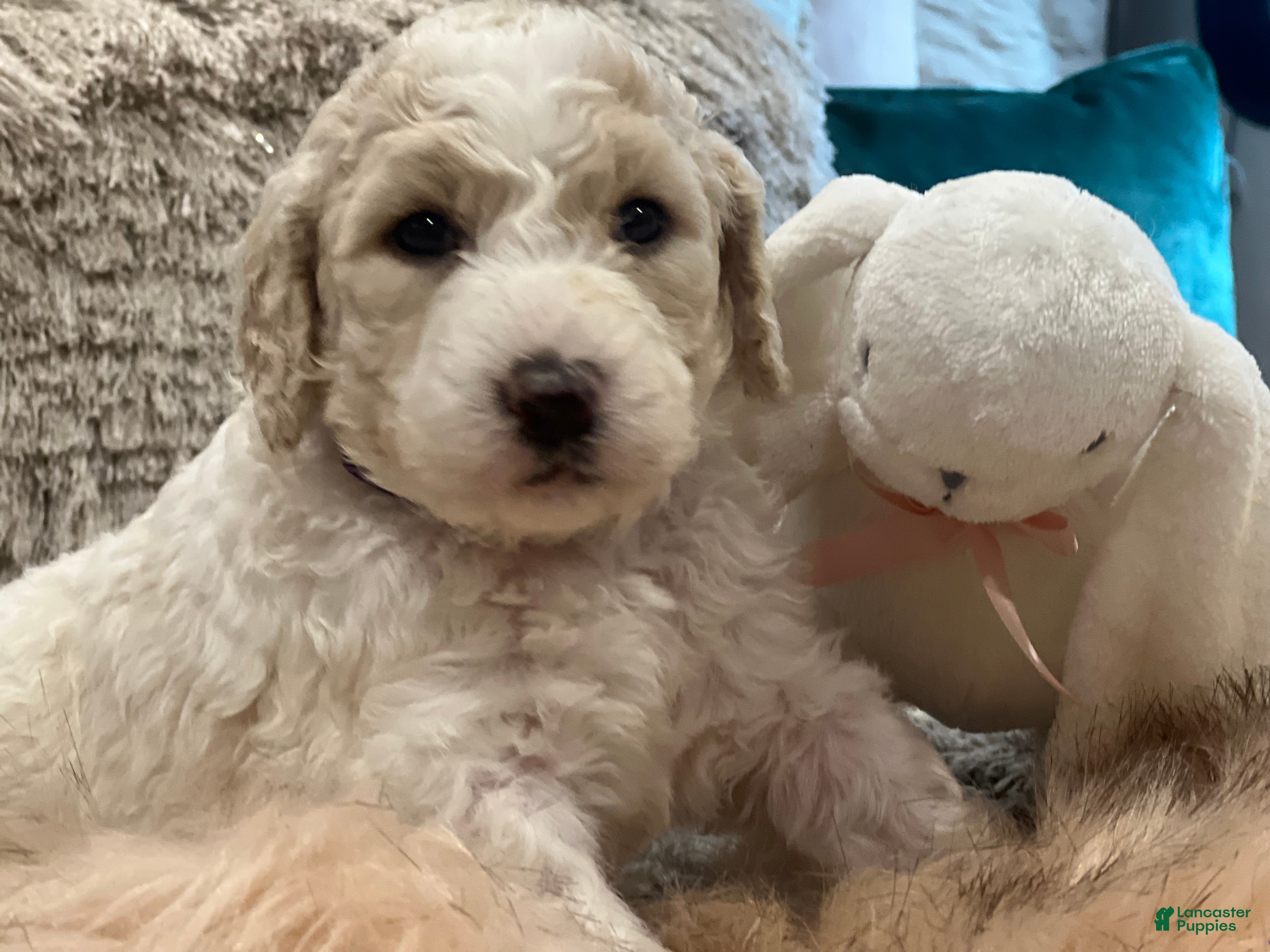 Goldendoodle dogs Bubbles, female, purple collar - Ad 2