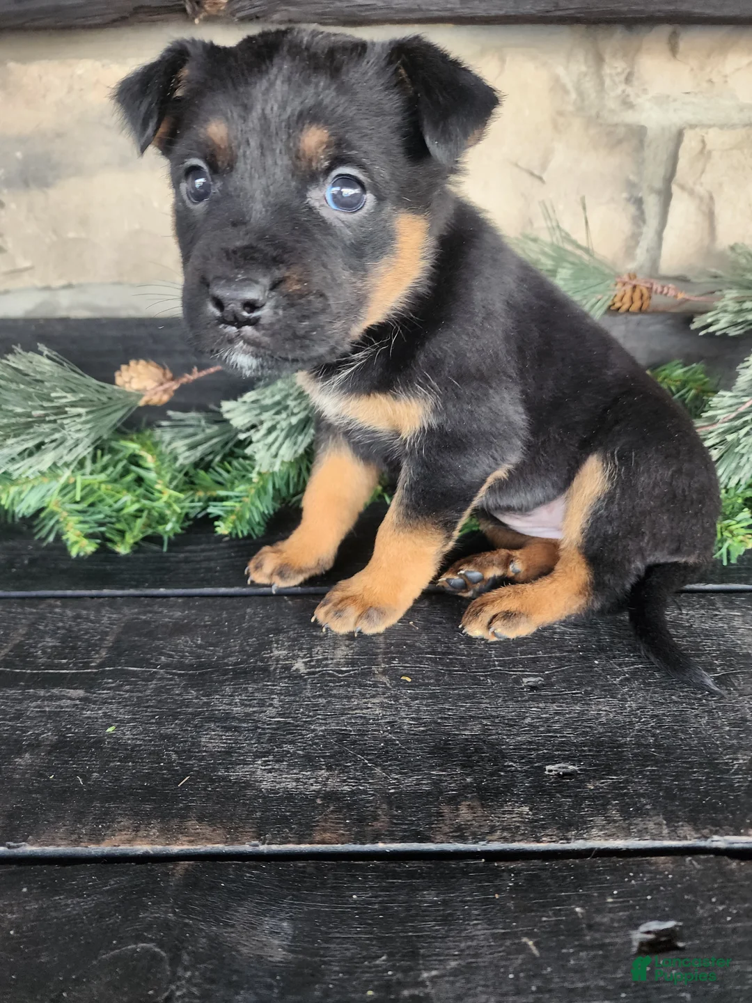 Mixed Breed dogs for sale: Rita - Ad 1