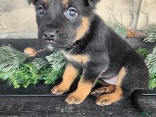 Mixed Breed dogs Rita - Ad 39