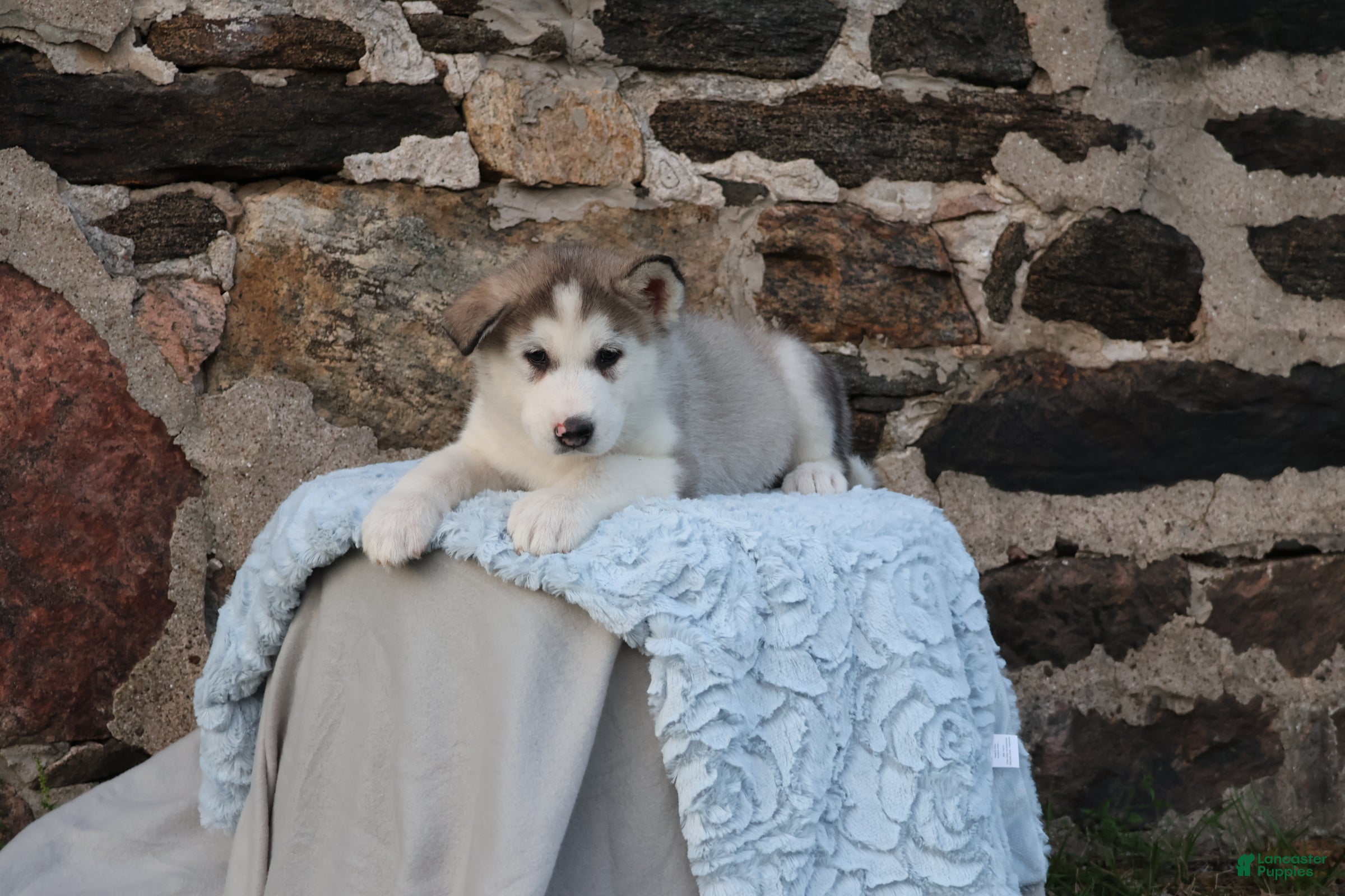 Alaskan Malamute dogs Stormy - Ad 2