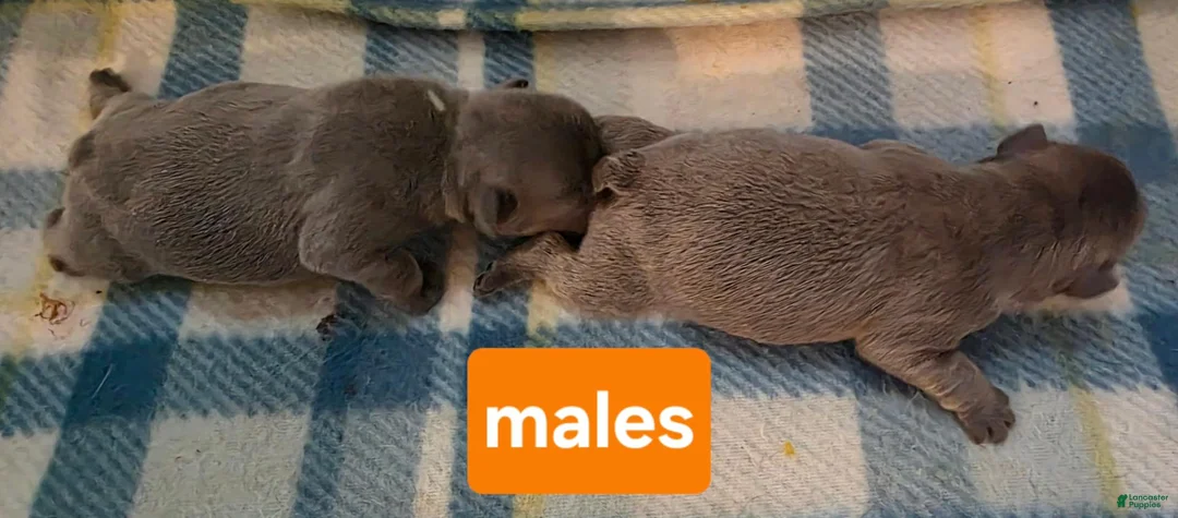 French Bulldog dogs for sale: Cheech - Ad 2