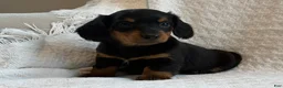 Miniature Dachshund dogs for sale: Alexis - Ad 5