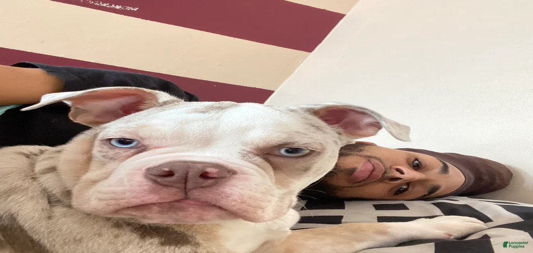 Gallery Image {{count}}