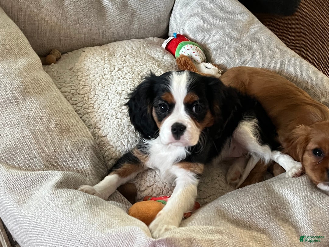 Cavalier King Charles Spaniel dogs for sale: Cavalier King Charles Spaniel Puppy 1 - Ad 4
