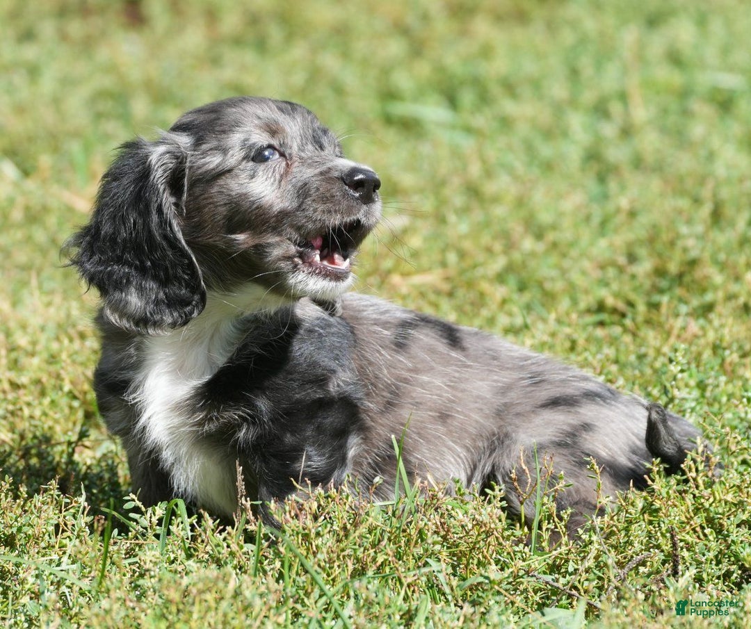 Miniature Dachshund dogs for sale: Gabby - Ad 10