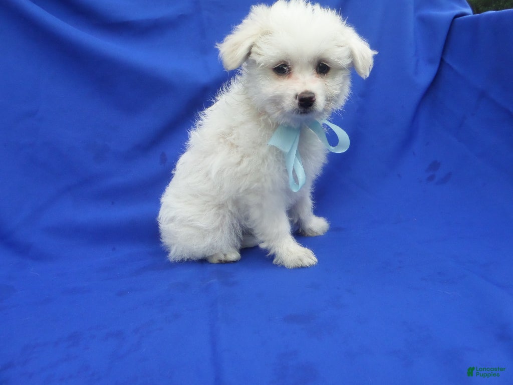 Pomapoo dogs Carter - Ad 1