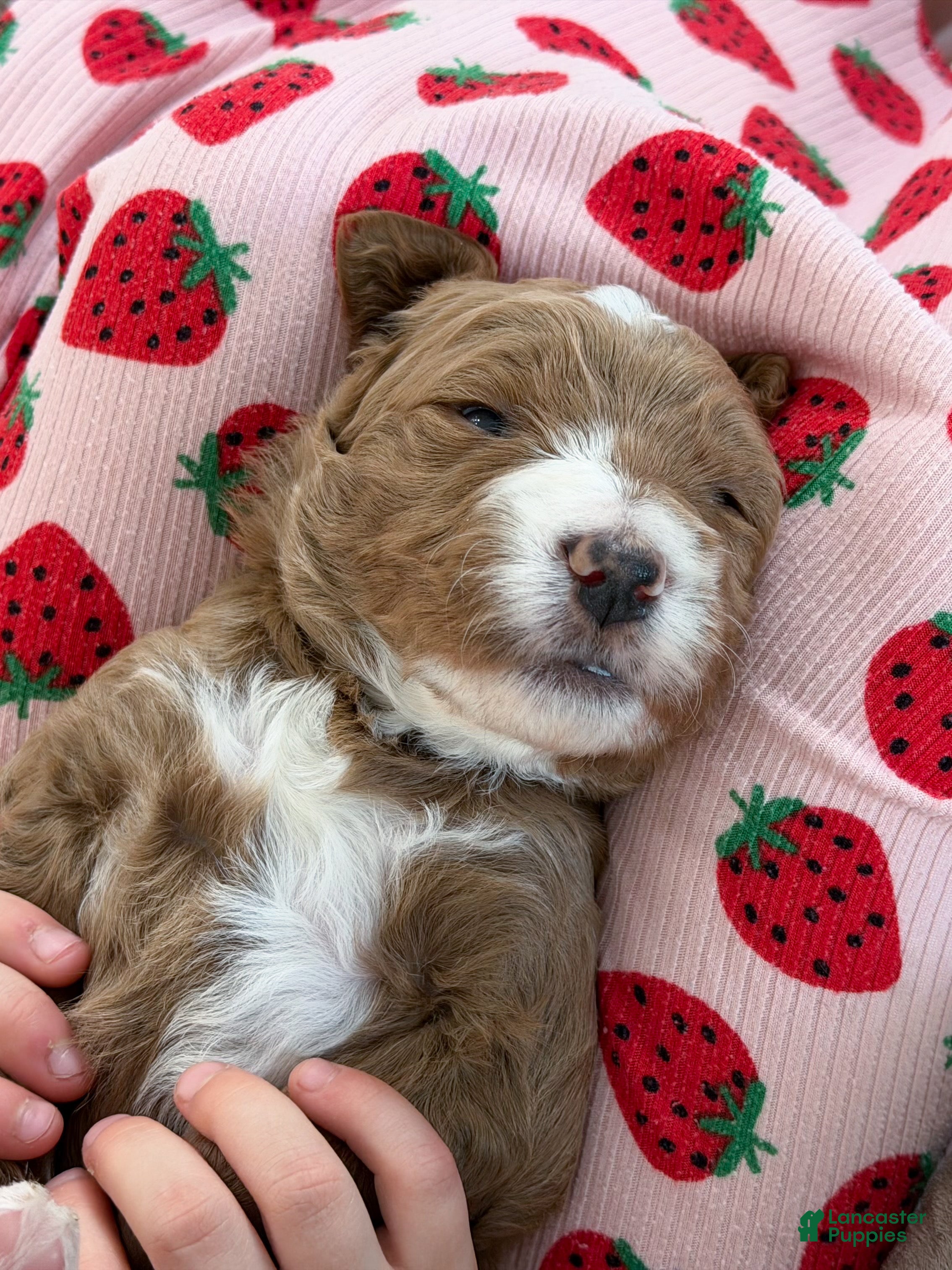 Goldendoodle dogs Jackson  - Ad 2