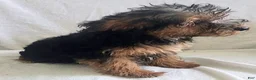 Yorkiepoo dogs for sale: Ziggy - Ad 2
