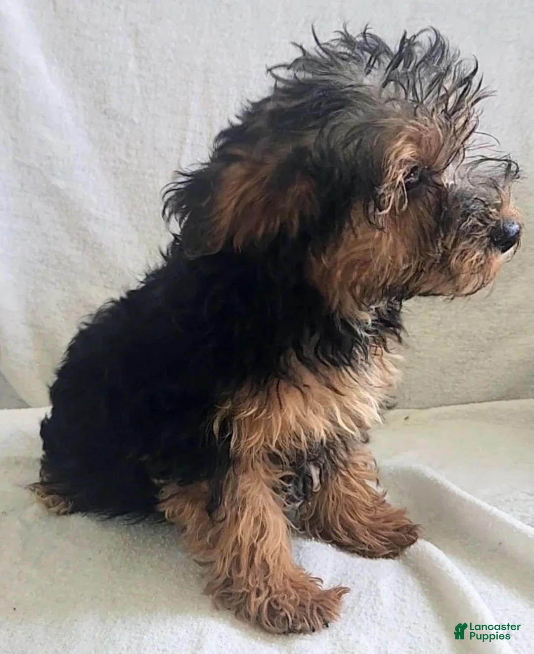 Yorkiepoo dogs for sale: Ziggy - Ad 2