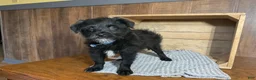 Mixed Breed dogs for sale: Leslie - Ad 2