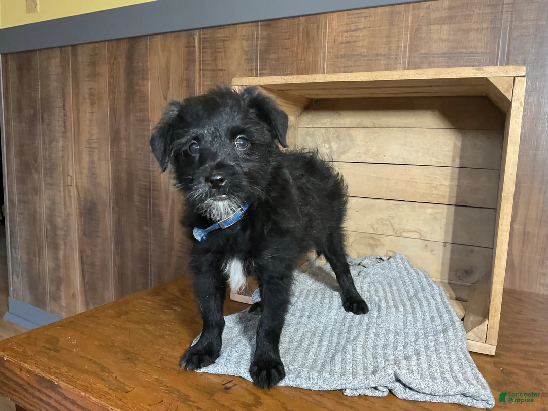 Mixed Breed dogs for sale: Leslie - Ad 2