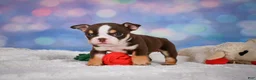 English Bulldog dogs for sale: Claire - Ad 8