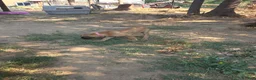 Great Dane dogs for sale: Great Dane 3 Pink collar - Ad 3