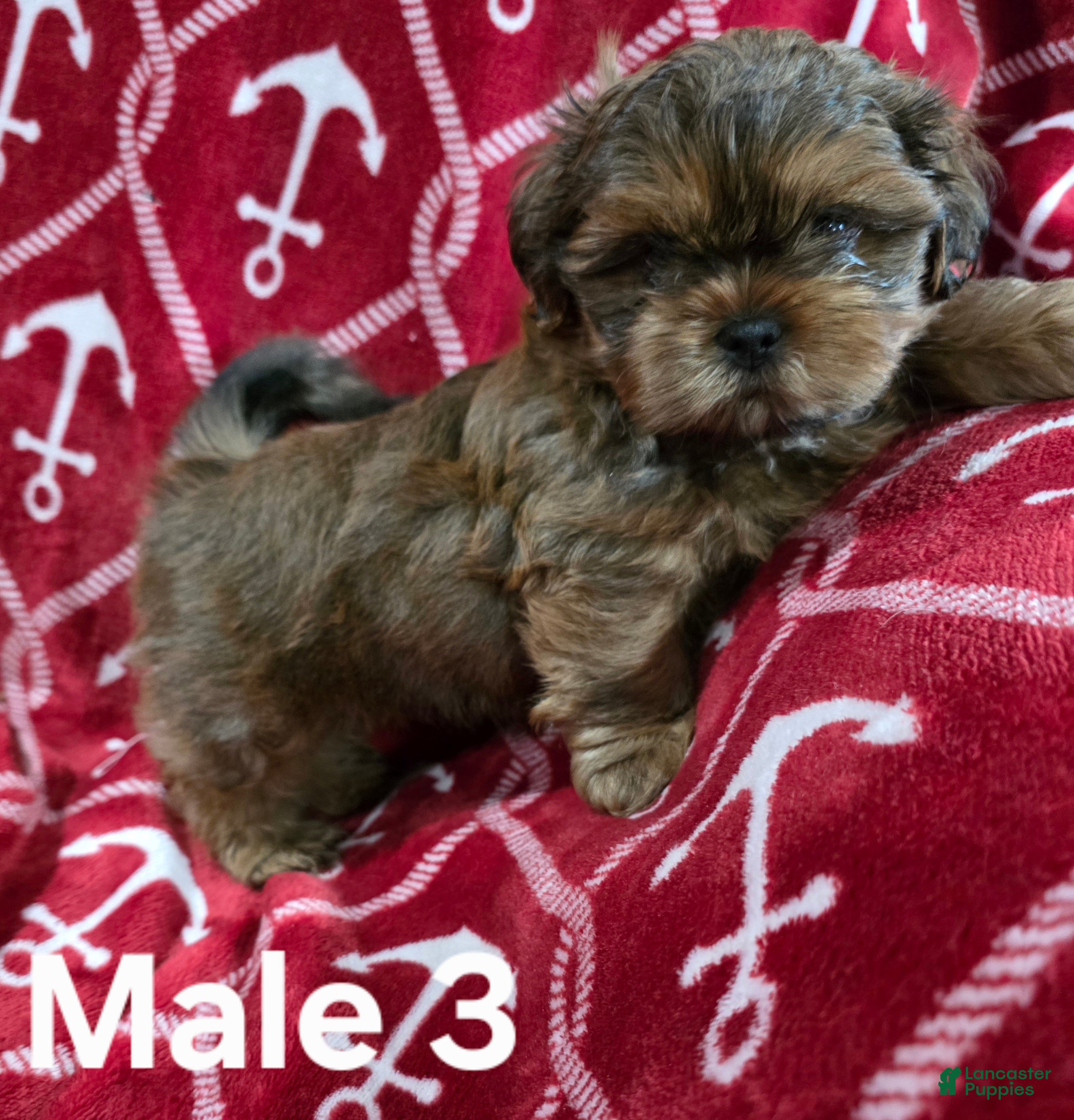 Shih Tzu dogs Shih Tzu Male 3 - Ad 2