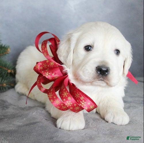 Golden Retriever dogs Armani - Ad 20