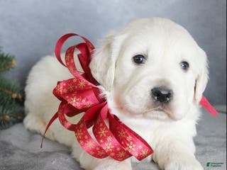 Golden Retriever dogs Armani - Ad 40