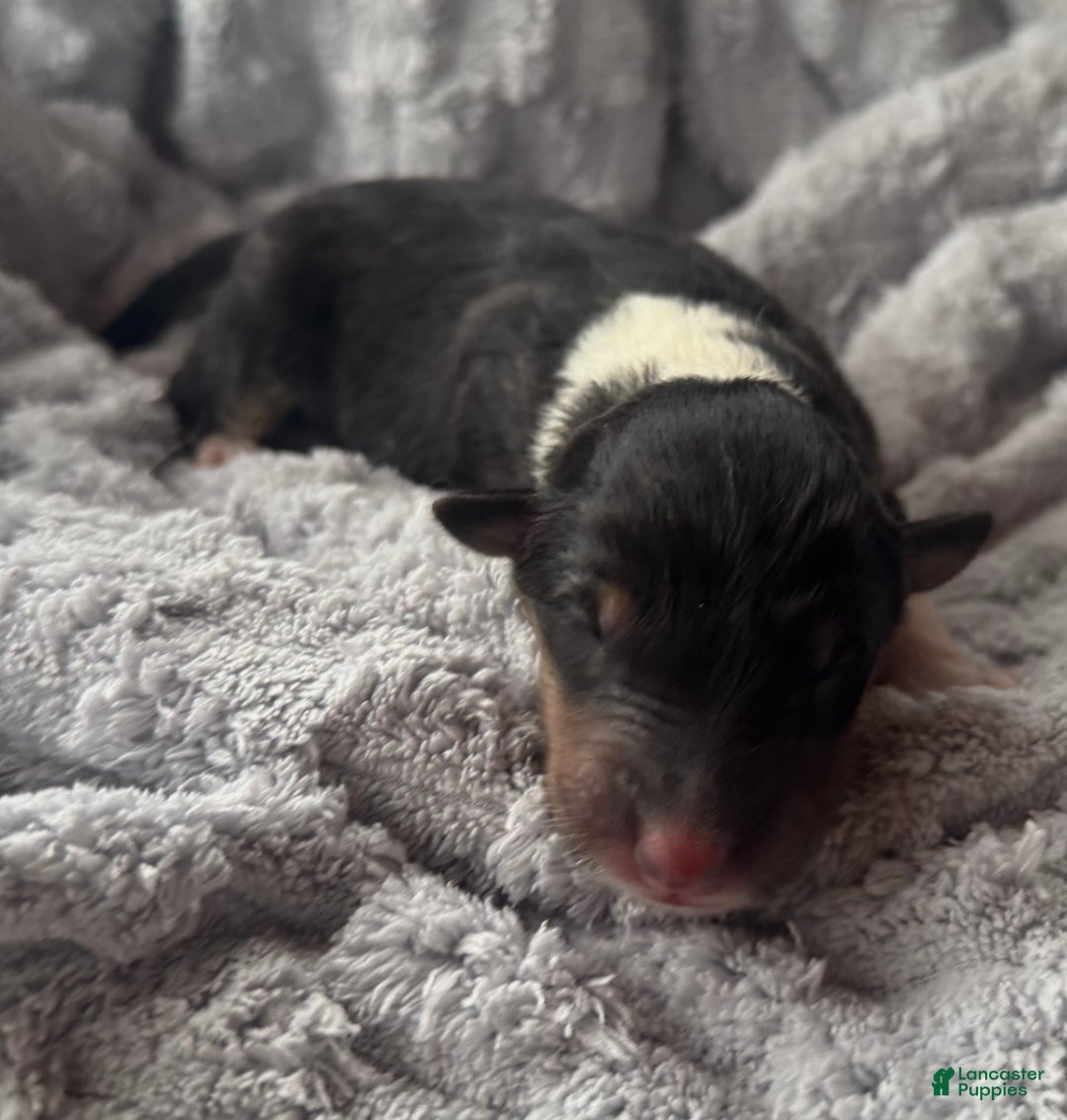 Collie dogs for sale: Silver - Ad 3