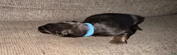 German Shepherd dogs for sale: German Shepherd Puppy 2- Blue Male - Ad 4