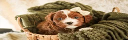 Cavapoo dogs for sale: Harmony - Ad 3