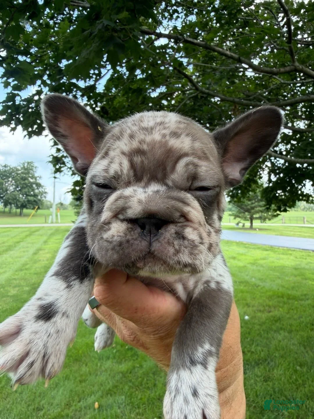 French Bulldog dogs for sale: Male Isabella Merle Puppy - Ad 2
