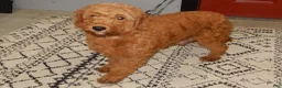 Mini Goldendoodle dogs for sale: Abby - Ad 6