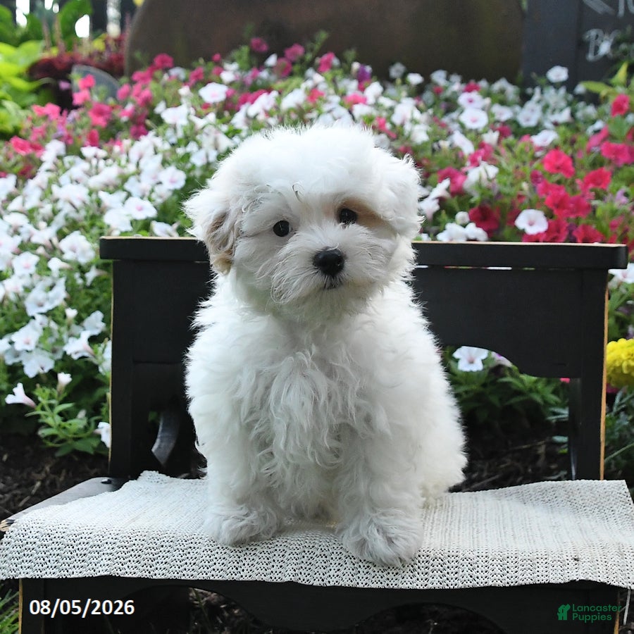 Maltipoo dogs Rose  - Ad 2