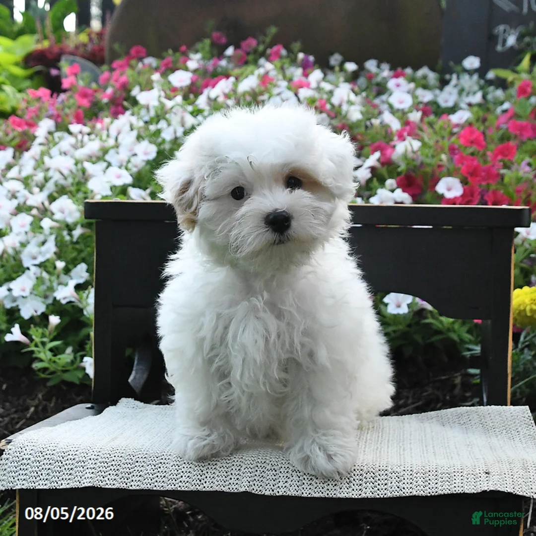 Maltipoo dogs for sale: Rose  - Ad 2