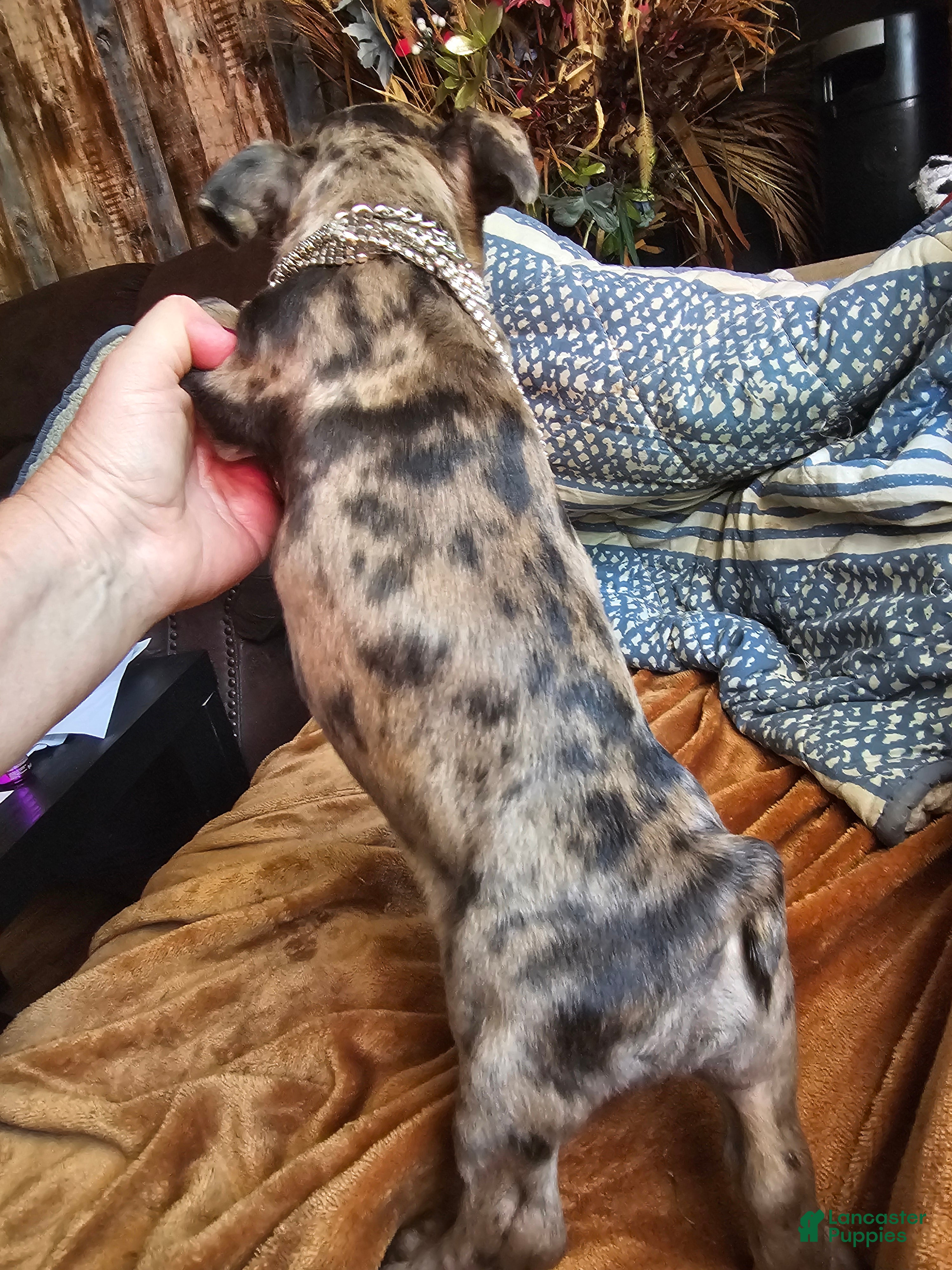 Frenchton dogs for sale: Frenchton BUBBA 🩵 - Ad 2